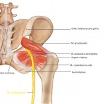 Schemat anatomii nerwu kulszowego