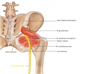 Schemat anatomii nerwu kulszowego