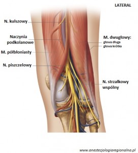 Anatomia dołu podkolanowego