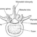 Anatomia kręgu lędźwiowego